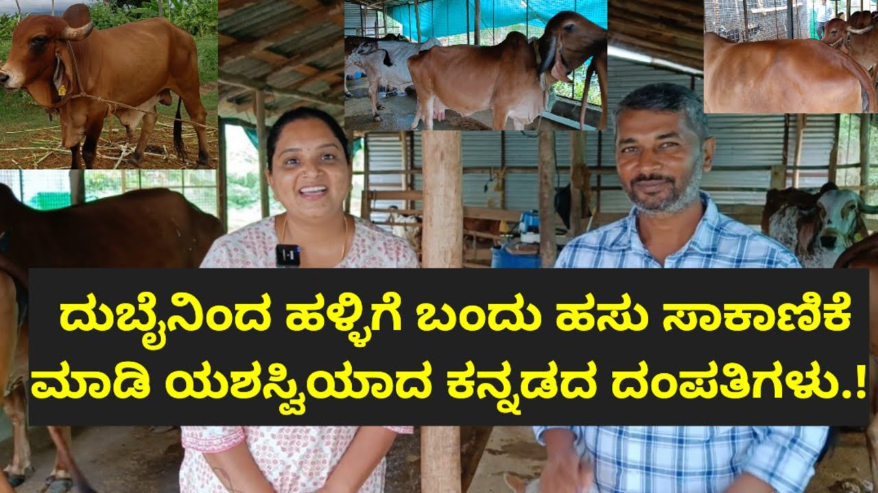 ದುಬೈನಿಂದ ಹಳ್ಳಿಗೆ ಬಂದು ಹಸು ಸಾಕಾಣಿಕೆ ಮಾಡಿ ಯಶಸ್ವಿಯಾದ ಕನ್ನಡದ ದಂಪತಿಗಳು.!