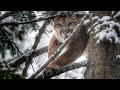 2021 NORTH IDAHO MOUNTAIN LION HUNT