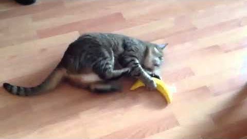 Puszkin and her catnip banana
