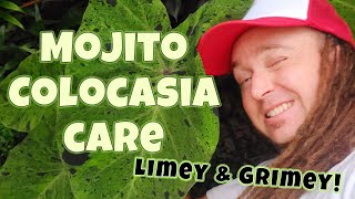 Mojito Colocasia How to Care and Grow