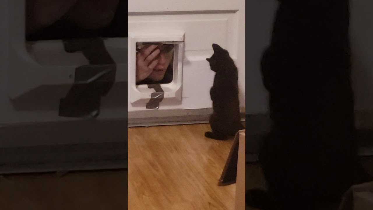 1 Boy 2 Kittens Original Video
