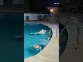 Hero Dog Jumps Into Pool to Save Another Dog — Caught on CCTV 🐶💦❤️