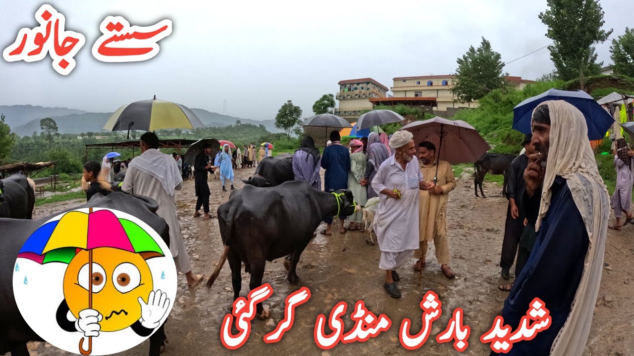 Latest price update from the largest animal market of AJK 