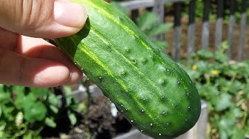 How to grow and Harvest Pickling Cucumbers