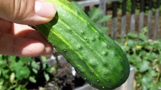 How to grow and Harvest Pickling Cucumbers