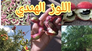 اللوز الهندي Terminalia chebulaشجرة تتحمل اقسى الظروف وتتحمل ملوحة التربة تعرف على أسرار الزراعة