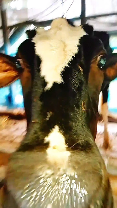 #cow #funny #animals #hamba #shortvideo #comedy #musicbusiness #music #cowvideos  #cowdance #গরু গ