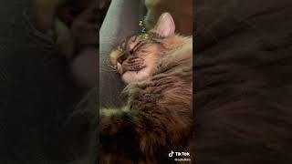 🐱Cat challenge 😂💕💕💗❤️ #catchallenge #cutekitty #lovecat #catvideos #kitty #cutecat #catmom #catlife by Cutest Kitty 3 views 1 year ago 1 minute, 4 seconds