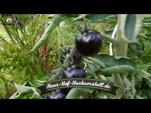Video: Verlieren Sie Sich Mit Dem Ultimativen Reiseerlebnis Für Schwarze Tomaten