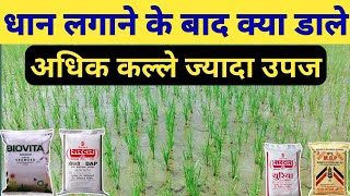 धान लगाने के बाद क्या डाले | धान में कौन सी खाद डालें|Dhan ki kheti | Dhaan ki ropai ।Paddy Farming