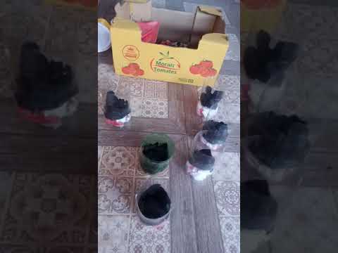 #Reciclagem de #plástico, #isopor e #tnt #shorts #shortvideo #hortadoméstica #verduras