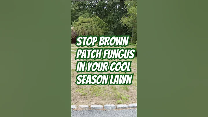 Prevent Brown Patch Fungus This Summer!