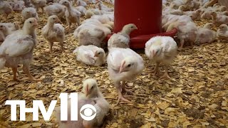 There are some super cute chicks at Heifer Ranch