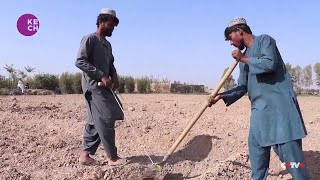 Afghan Farmers Shift from Poppies to Saffron in Ongoing Anti-Drug Efforts