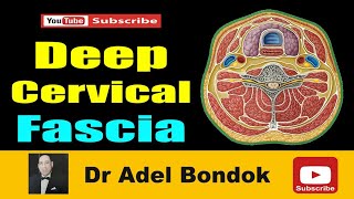 Deep Cervical Fascia, Anatomy of the Investing, Pretracheal and Prevertebral Fascia, Dr Adel Bondok