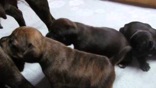 18 Day Old Empereur Glad X Athéna Litter 2