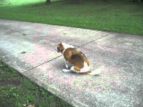Dog Drags Ass On The Job Hey Dude What Are You Looking At