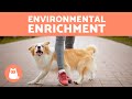 ENVIRONMENTAL ENRICHMENT for DOGS 🐶🐾 (Types and Accessories)