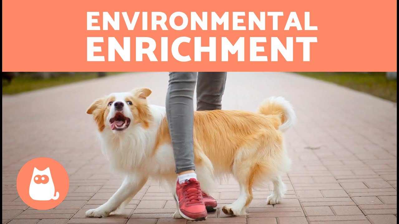 ENVIRONMENTAL ENRICHMENT for DOGS 🐶🐾 (Types and Accessories) YouTube