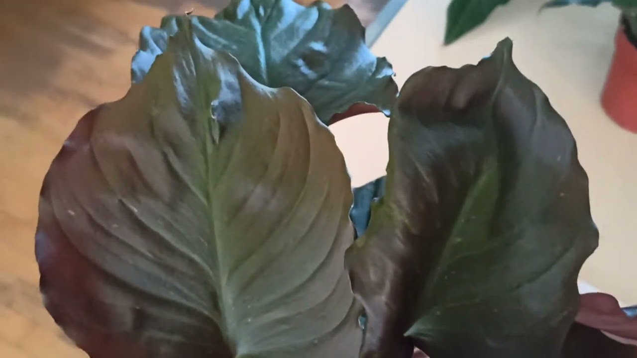 Хомаломена Рубесценс Магги (Фламинго Ред). Homalomena Rubescens 