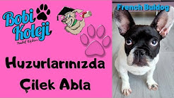 Bobi Koleji Izmir Kopek Egitim Merkezi Youtube