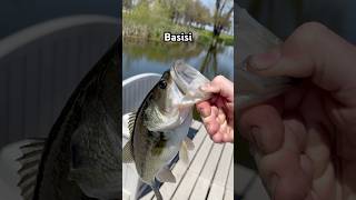 I Caught A Basisi