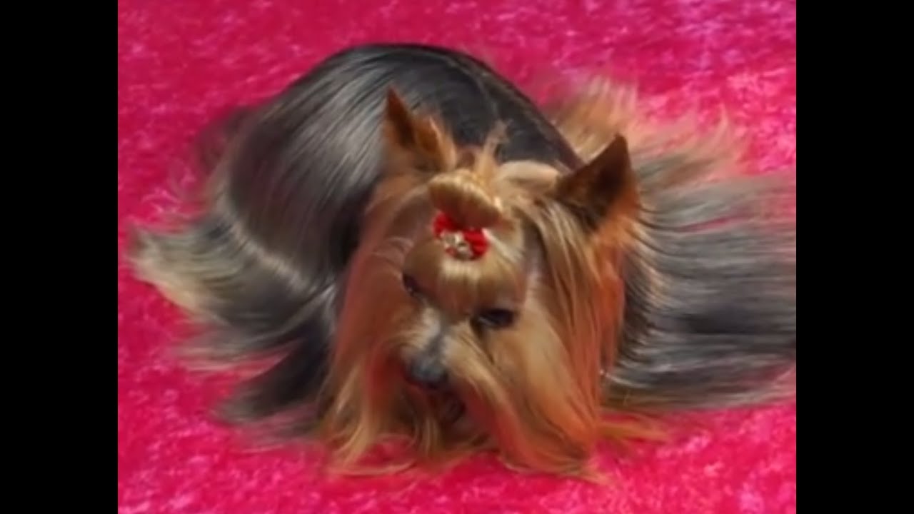 DOGS - Canine hairdresser. How to Comb a Yorkshire Terrier. What does he need? - YouTube