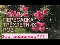 Что будет с розами? Взрослые кусты после пересадки ⁉️