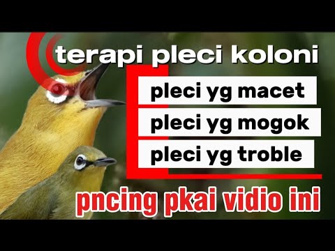 PANCINGAN KACER bahan SUSAH bunyi, KACER GACOR NGEPLONG bikin KACER MANAPUN ikut GACOR