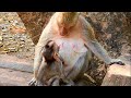 Baby monkey's eye contact to mom why not give milk to baby