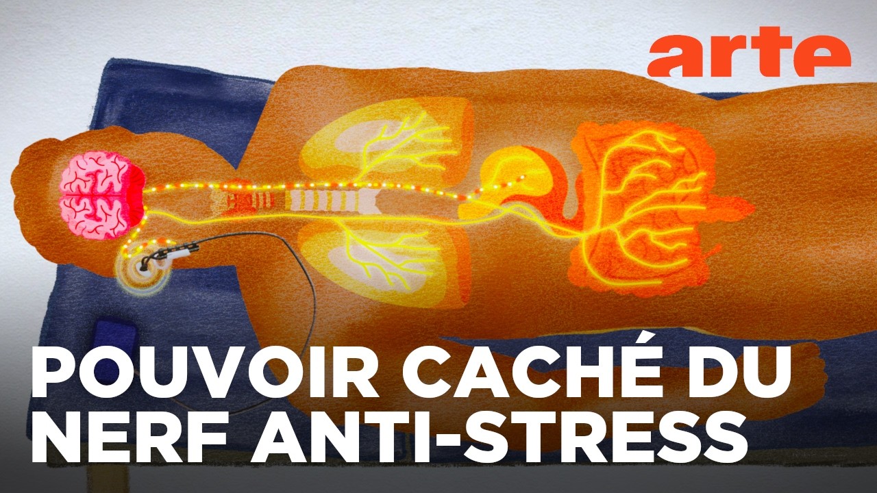 Le nerf vague : dialogue entre le cœur et le cerveau | ARTE