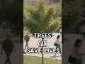 Discover how trees can save lives! #UrbanHealth #ClimateWellness #GreenCities #treesavelives #urban