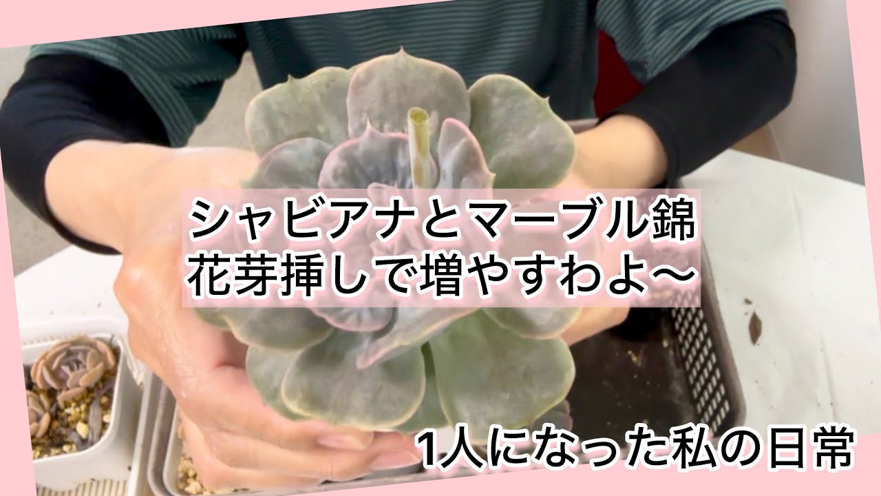 多肉植物 シャビアナカーリー錦 多肉植物]シャビアナとマーブル錦花芽挿しで増やすわよ〜^_^1人になっ
