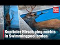 Kapitaler Hirsch ging nachts in Swimmingpool baden | krone.tv NEWS