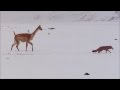 Vicuña persiguiendo a un zorro