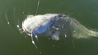 Big Catfish Are a SUCKER For This Bait!