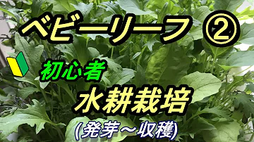 水耕栽培大学 1度で2度おいしい ベビーリーフ栽培 Mp3