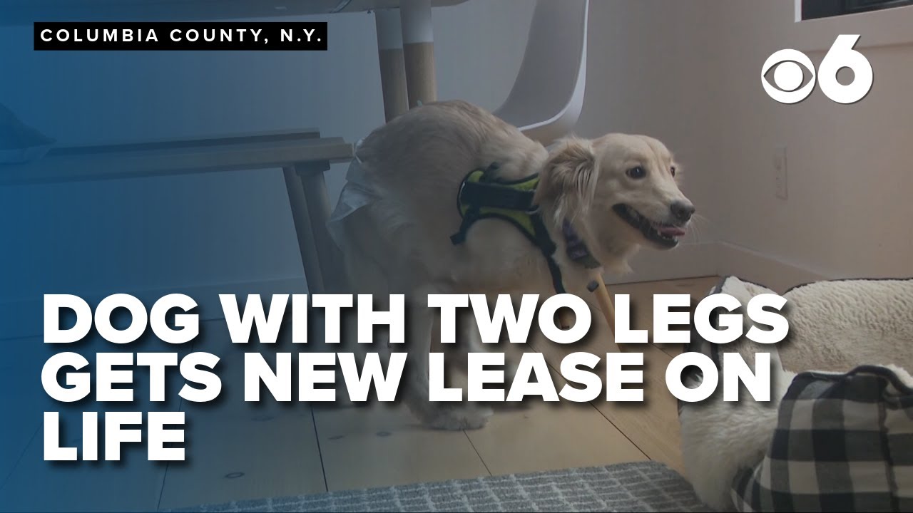 Dog with two legs gets new lease on life - YouTube