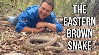 10 Things You Didn’t Know About The Eastern Brown Snake