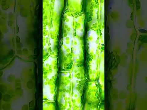 The Swimming Chloroplasts of Elodea canadensis 🌿 #microscope #aquarium #science