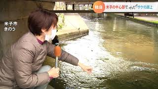 驚き！米子市の加茂川に「サケ」が遡上