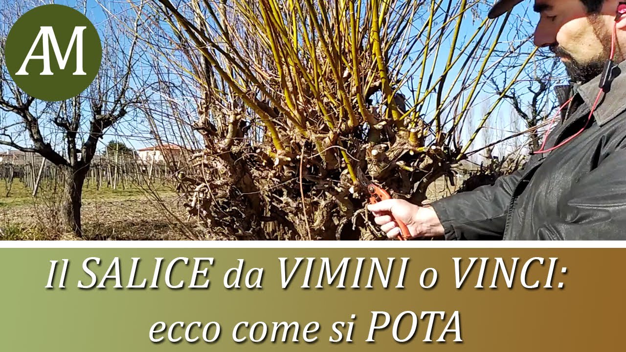 Il salice da vimini o vinci: ecco come si pota - Orto e Giardino