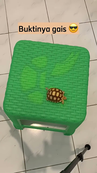 KURA KURA SULCATA TIDAK BISA TERJATUH