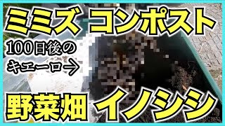 【コンポスト】ミミズコンポスト10日目とキエーロ100日目の比較と自然農の畑の野菜の植え替え【イノシシ襲来】