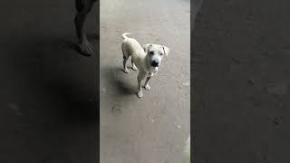 WHITE DOG WITH LOTS OF MANGE RESCUED AND FED BREAD