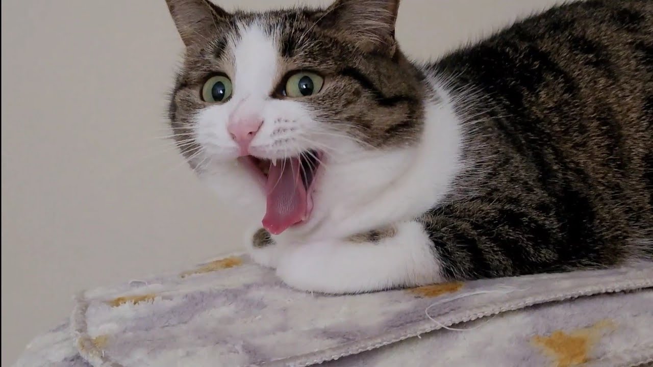 Everyday life of Misha's cat! What grace and fluffiness! short cat