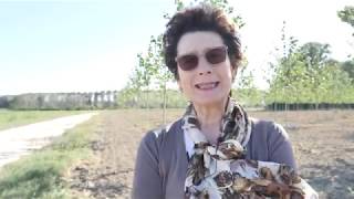 Sdi Terrepadane - Pioppicoltura