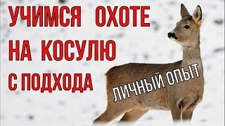 Как охотится на сибирскую косулю с подхода. Делюсь опытом. (ПЕРЕЗАЛИВ С ЦЕНЗУРОЙ)