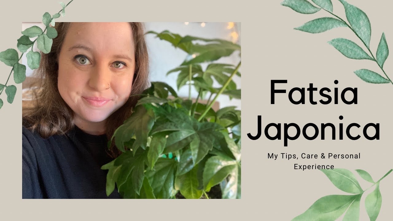 Care & tips on my Fatsia Japonica | The plant that started it all