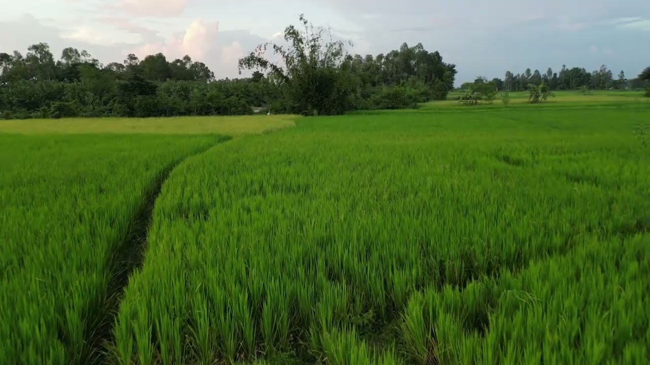 Rice Field Evening Drone Shoot | Cinematic Aerial Footage